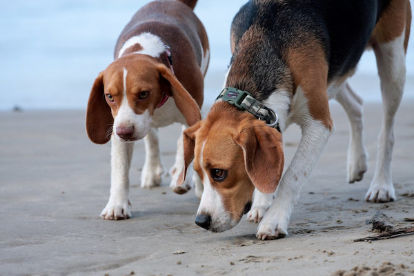 THE BEAGLE BRIGADE IS USED IN MORE THAN 20 INTERNATIONAL AIRPORTS IN THE U.S.