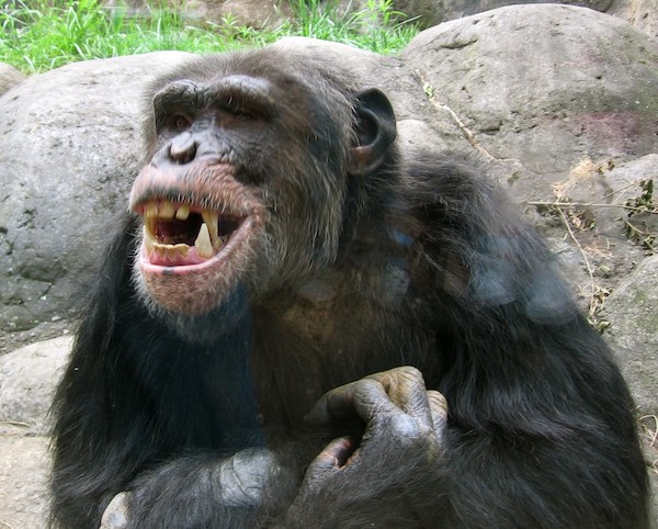 APES MAKE LAUGH-LIKE VOCALIZATIONS WHEN THEY ARE TICKLED.