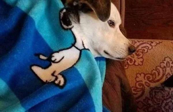 perfectly timed photos - dog with snoopy blanket -