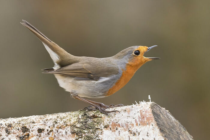 cheaters - wrongly accused - european robin