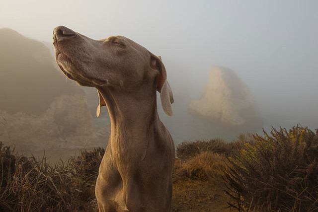 Dogs can tell time by smell. They can smell different times of the day, and how long you’ve been gone by how much your(owner’s) smell has dissipated since you’ve left. For one thing, they possess up to 300 million olfactory receptors in their noses, compared to about six million in us. And the part of a dog’s brain that is devoted to analyzing smells is, proportionally speaking, 40 times greater than ours. Dogs’ noses also function quite differently than our own.