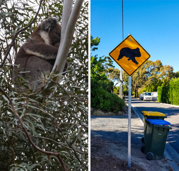 Here’s the koala that lives in my backyard and the new sign the council just installed so it can cross the road safely.