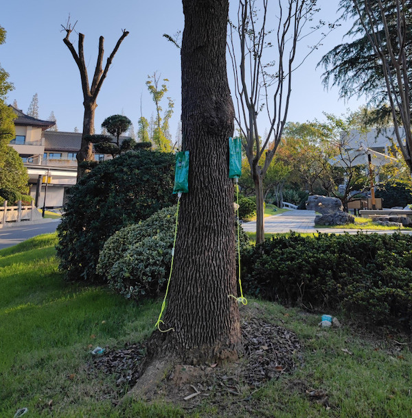 In mainland China, they place IV fluids on trees to give them extra nutrition.