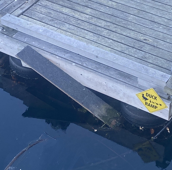 In Victoria, there are duck ramps in the harbor.