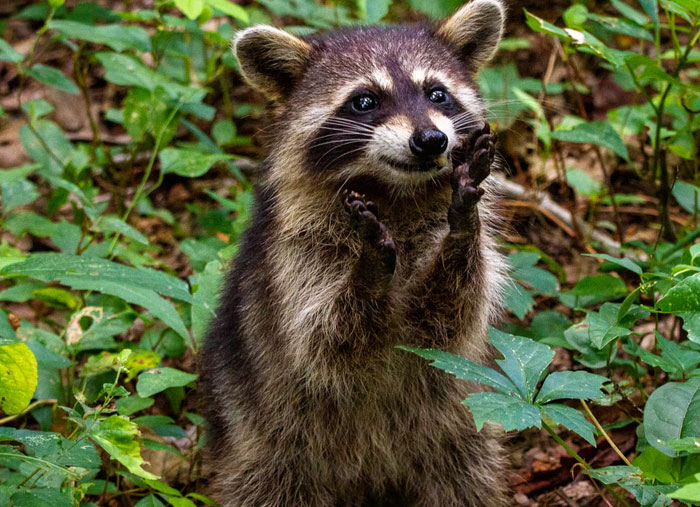secrets - admissions - racoon clapping