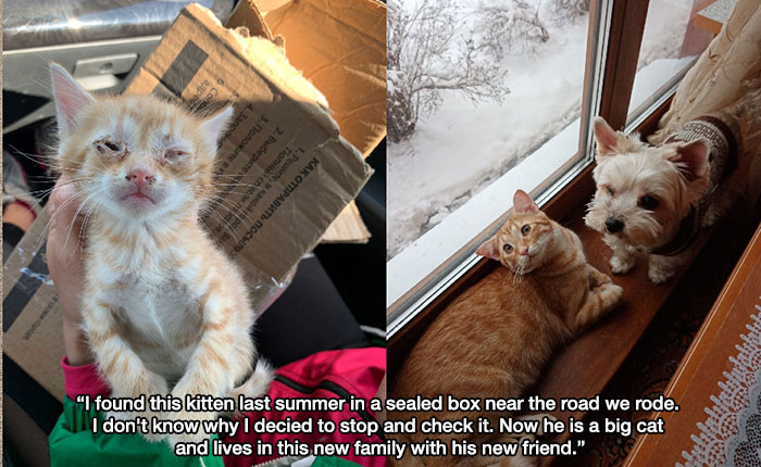 wholesome pics and memes - Cat - 4. 3. 2. n cnear 1. , ua "I found this kitten last summer in a sealed box near the road we rode. I don't know why I decied to stop and check it. Now he is a big cat and lives in this new family with his new friend."