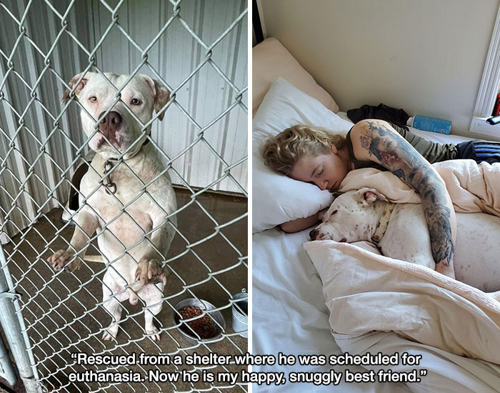 wholesome pics and memes - animal shelter - Rescued from a shelter where he was scheduled for euthanasia. Now he is my happy, snuggly best friend."