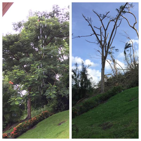 Grandma’s backyard in Puerto Rico before and after Hurricanes Harvey and Irma