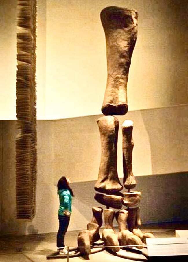 the sizes of things - argentinosaurus leg fossil