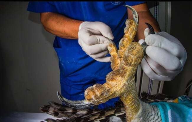 Vet holding harpy eagle’s claw for examination.