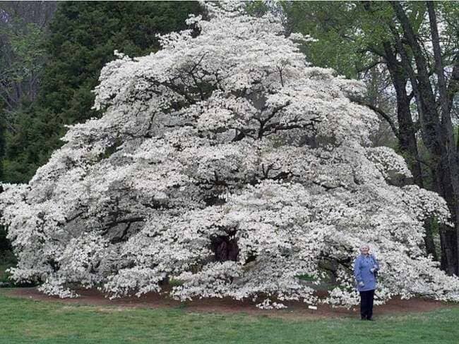 the sizes of things - oldest dogwood tree