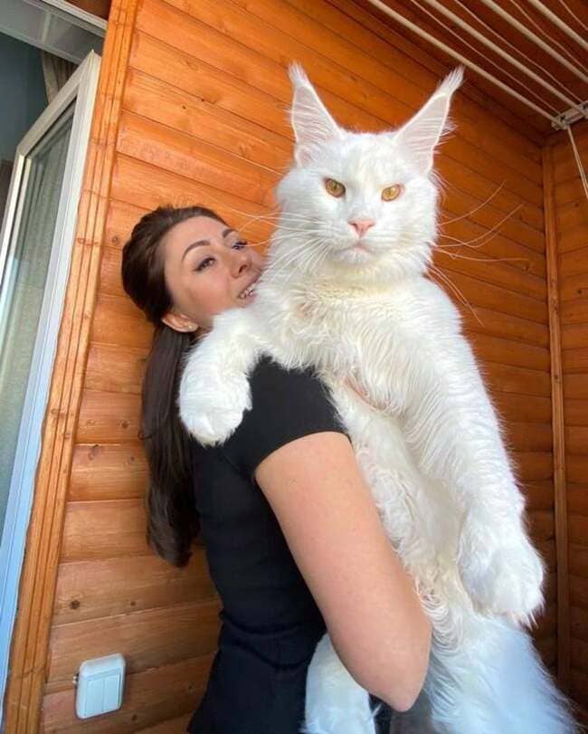 the sizes of things - kefir maine coon