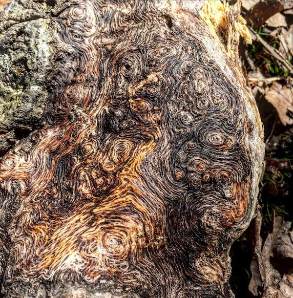 This log I found looks like The Starry Night painting.
