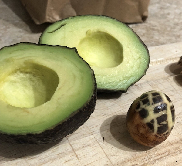 My avocado pit looks like a wee dragon’s egg.