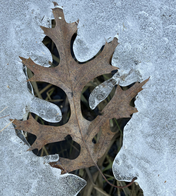 Saw this leaf suspended in ice.