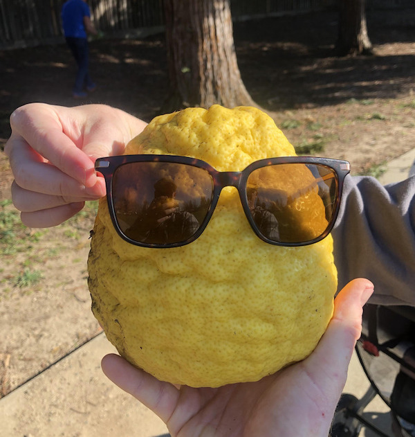 Just a giant lemon I found on a walk today!