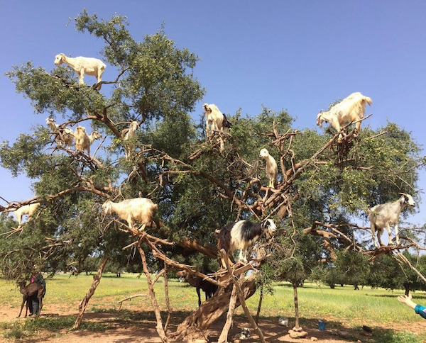 Goats chilling on a tree in Morocco.