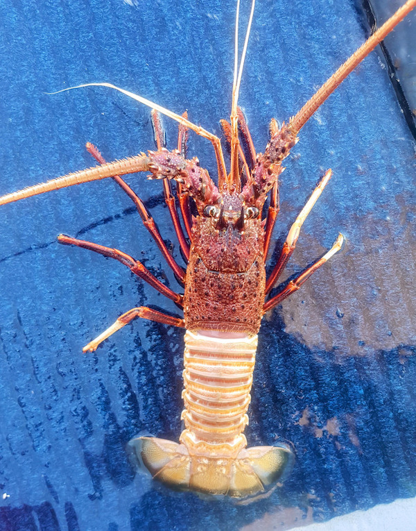 This 2-toned western rock lobster I caught.