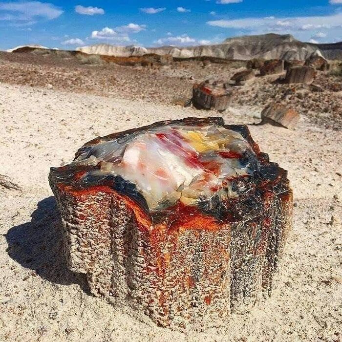 pics from history - 225 million year old petrified opal tree trunk located in arizona