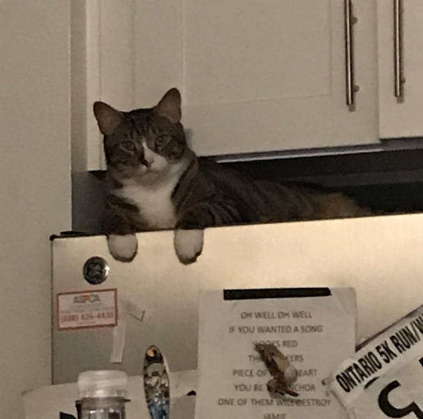 ’’My cat’s mittens perfectly line up with the top of the fridge.’’