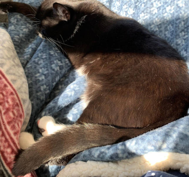 “Discovered my tuxedo cat has a striped tail only visible in the bright sunlight.”