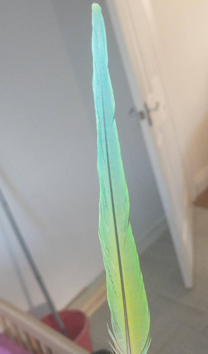 “I found a parakeet tail feather in the woods.”