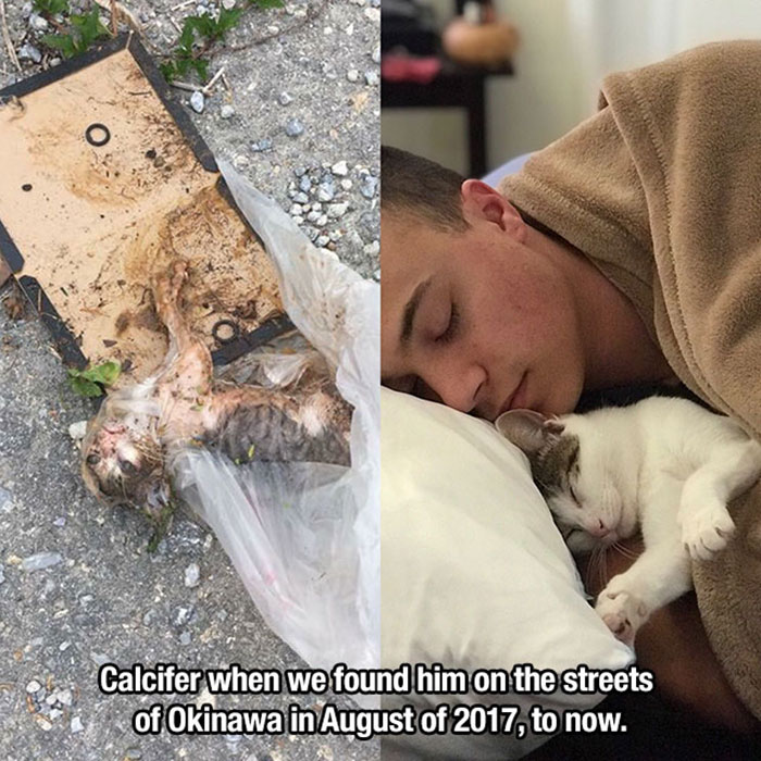 wholesome memes - dog - O Calcifer when we found him on the streets of Okinawa in August of 2017, to now.