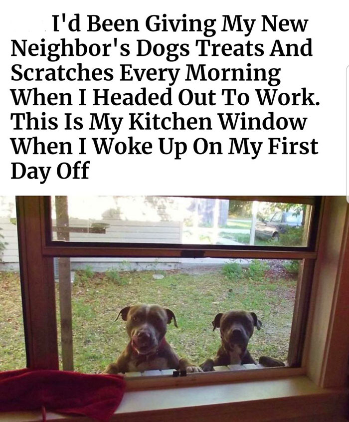 wholesome memes - miranda july - I'd Been Giving My New Neighbor's Dogs Treats And Scratches Every Morning When I Headed Out To Work. This Is My Kitchen Window When I Woke Up On My First Day Off