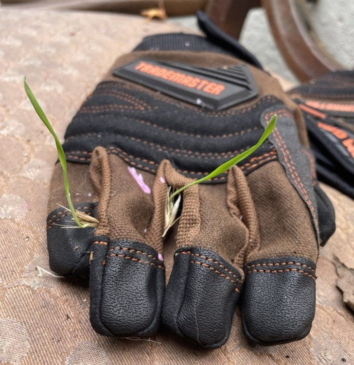 “Foxtails sprouting on work gloves left in the rain”