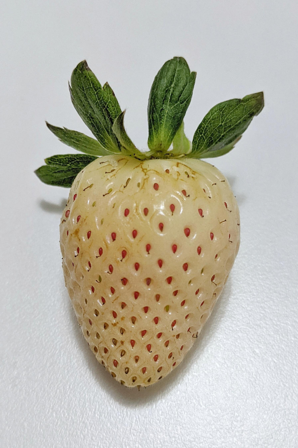 cool things - awesome - strawberry