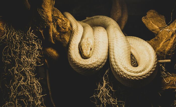 white snake in nature