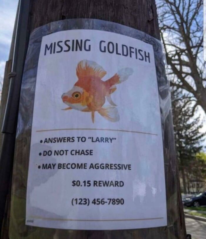 crazy neighbors - missing goldfish - Missing Goldfish . Answers To "Larry" .Do Not Chase . May Become Aggressive $0.15 Reward 123 4567890