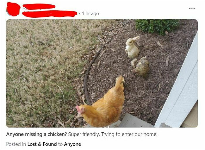 crazy neighbors - fauna - .. 1 hr ago Anyone missing a chicken? Super friendly. Trying to enter our home. Posted in Lost & Found to Anyone