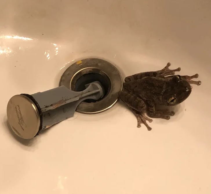 “My drain was blocked so I pulled it up and a frog came out.”