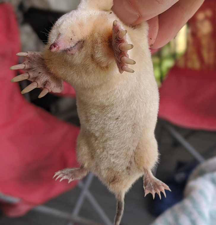 odd and interesting pics - albino mole