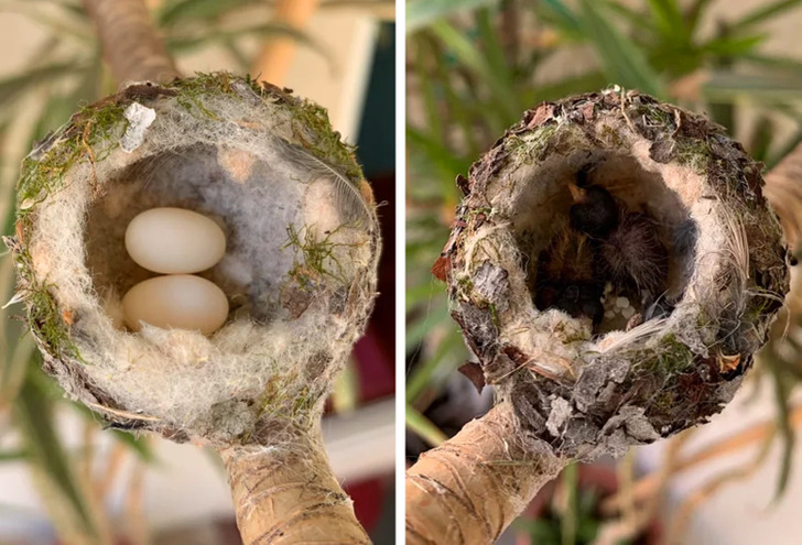 odd and interesting pics - bird nest