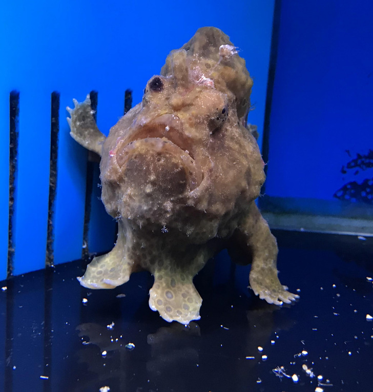 odd and interesting pics - cute frogfish