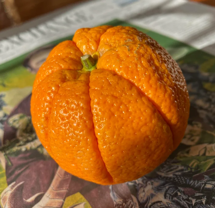 odd and interesting pics - bitter orange
