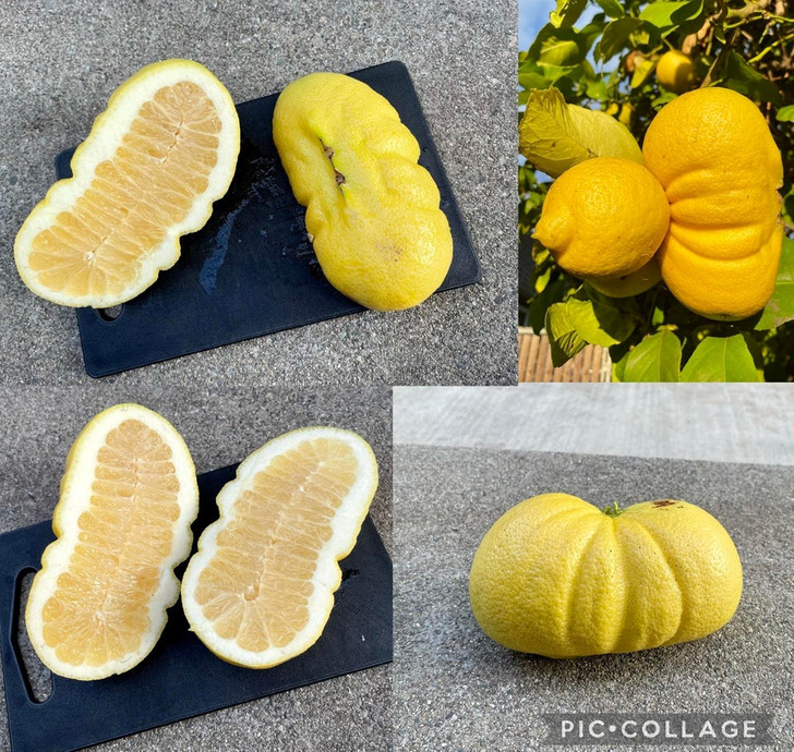 “A fasciated lemon on my tree!”