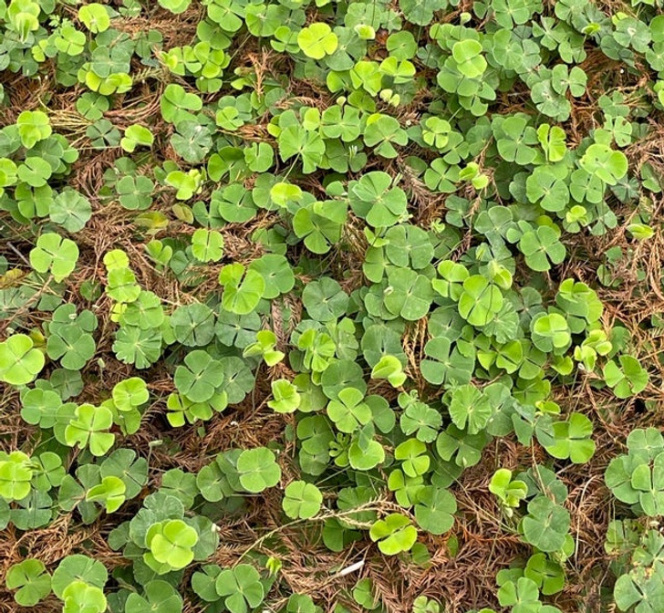 “I found a whole bed of 4-leaf clovers.”