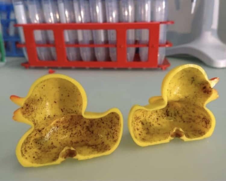 A Rubber Duck (with bacteria)