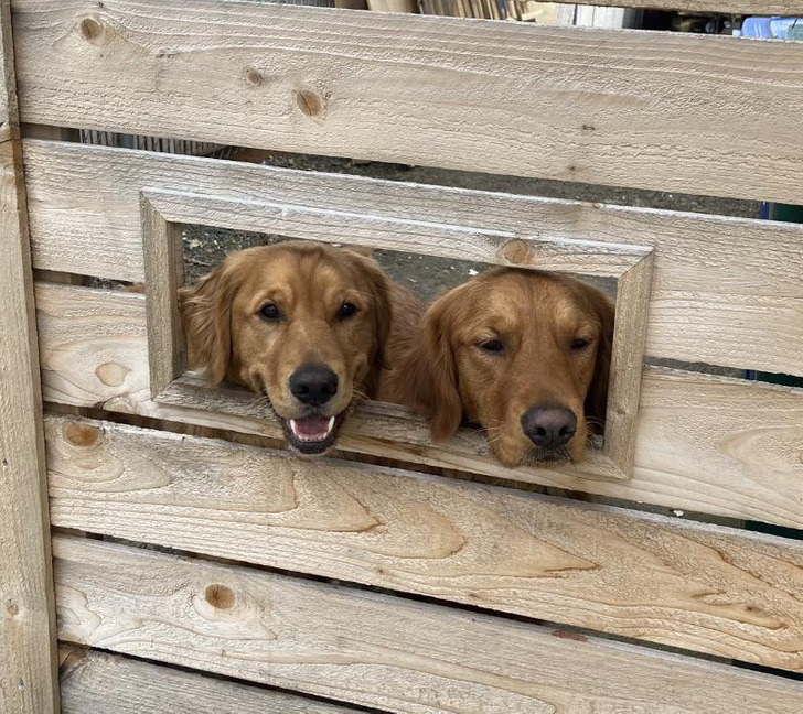 “My brother has a window in his gate for dogs.”