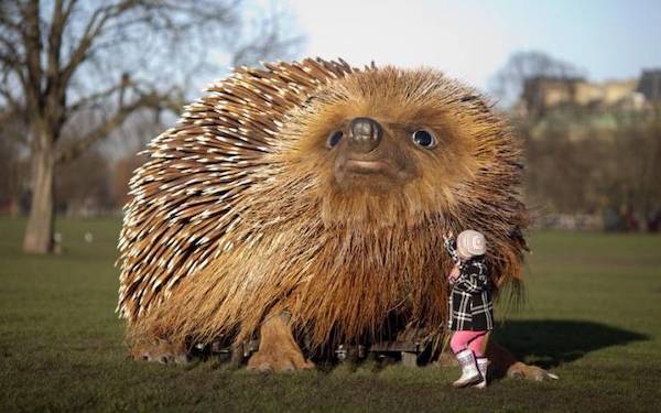 oversized loads - hedgehogs fast