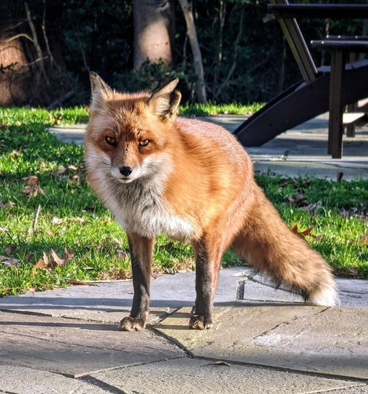 “Paprika the Fox only has 2 legs.”