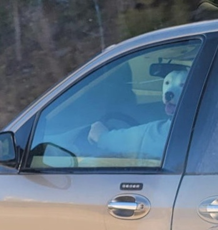 “Saw a dog driving a van yesterday.”