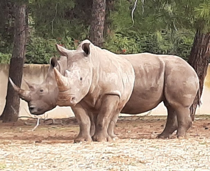 “Double-headed rhino”