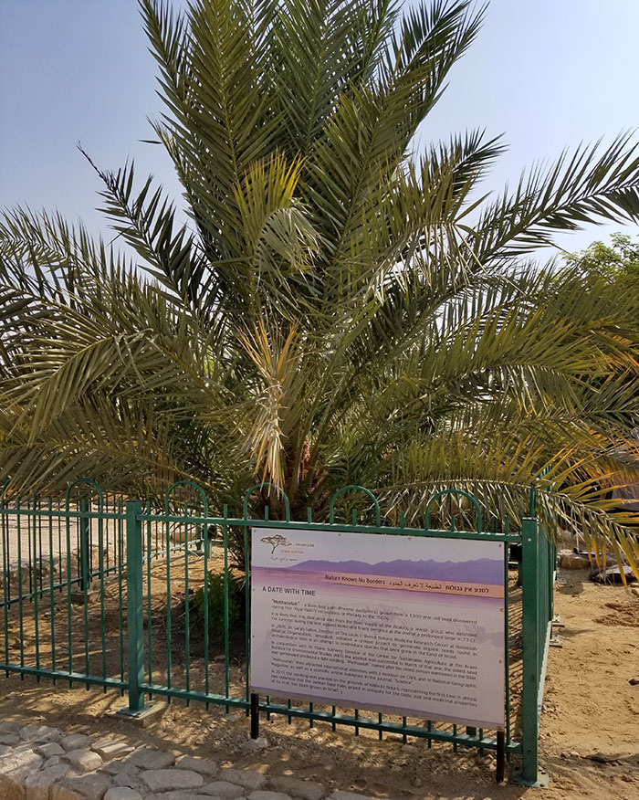 fascinating facts - that the Judean Date Palm was extinct until scientists germinated 2,000 year old seeds to bring the tree back into existence. The seeds were discovered in an ancient jar in Israel, dated between 155 BC to 64 AD.