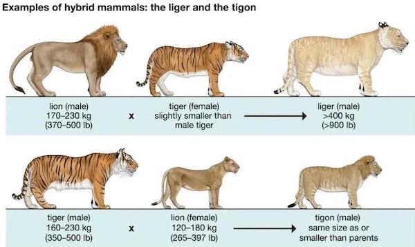 liger animal - Examples of hybrid mammals the liger and the tigon lion male 170230 kg 370500 lb tiger female slightly smaller than male tiger liger male >400 kg >900 lb tiger male 160230 kg 350500 lb lion female 120180 kg 265397 lb tigon male same size as