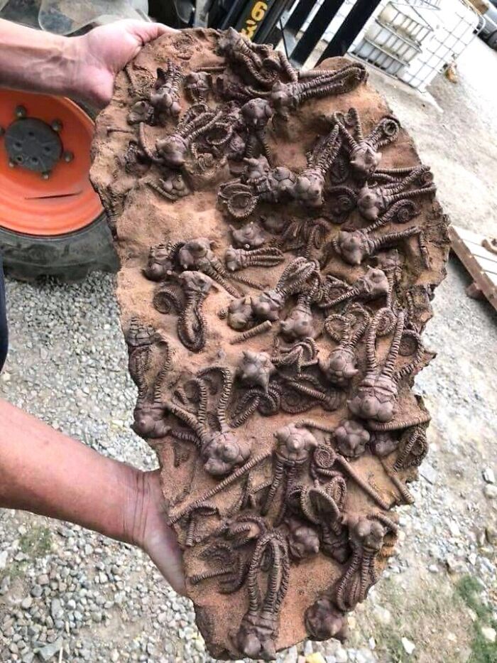 terrifying photos - 280 million year old fossil australia