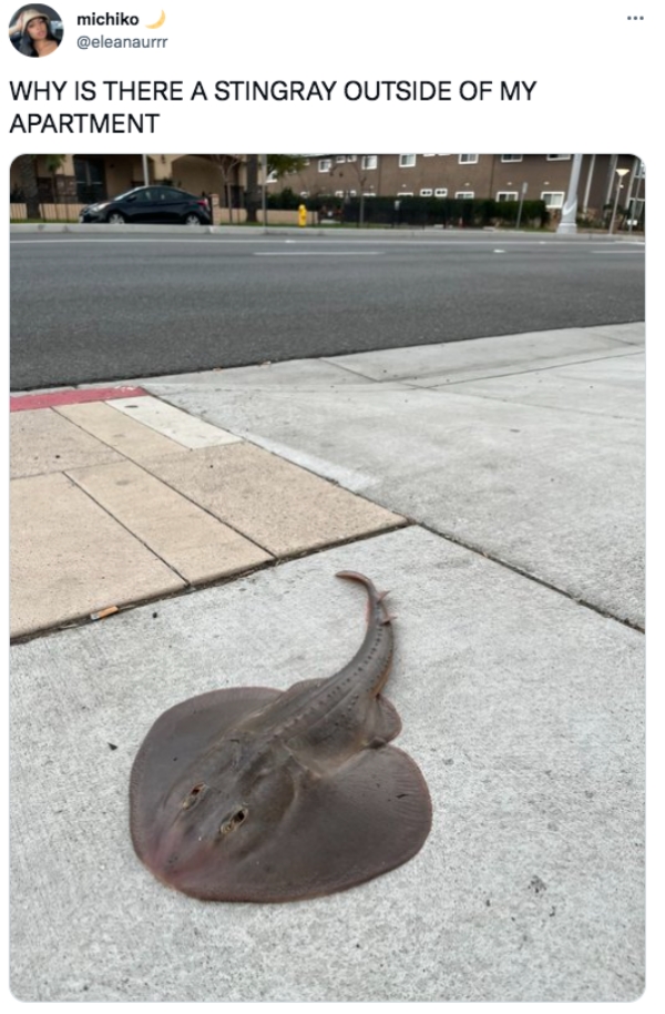 tweets of the week - fauna - . michiko Why Is There A Stingray Outside Of My Apartment